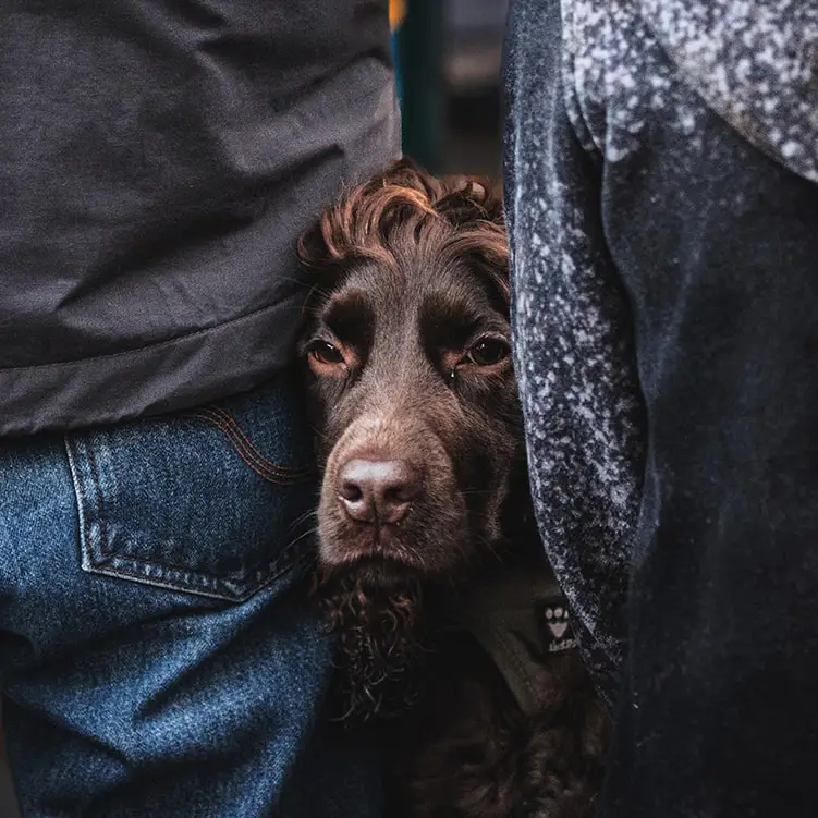A close-up of a brown dog’s face peeking through two people standing close together, with the dog looking calm but slightly wary.