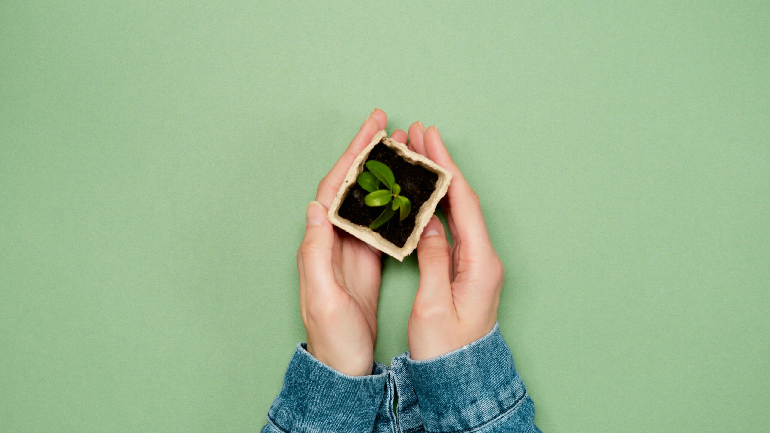 Hands holding a small plant in a pot against a green background.