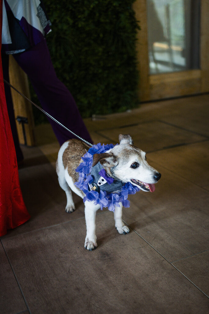 Relaxed Fun Wedding Photography at The Barn at Tea Green 16